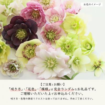 ふるさと納税 花巻市 花巻温泉バラ園で育った「クリスマスローズ」苗<2025年2月上旬より順次発送> |  | 01