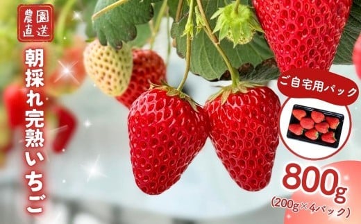 【申込受付は4月15日まで】森林循環で育つ 完熟・朝採れいちご 自宅用 800ｇ(200g×4パック)｜糖度12度以上・5品種食べ比べ  【配送不可地域：北海道・沖縄・離島】 M-FI-A11A