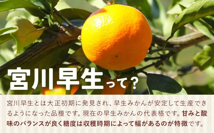 みかん 宮川早生みかん 約5kg