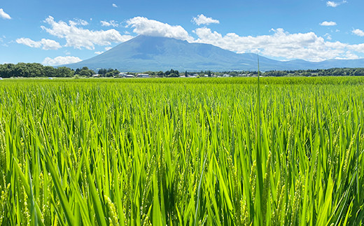 夏の田んぼの様子です。広々とした田んぼが広がり順調に育ってます。