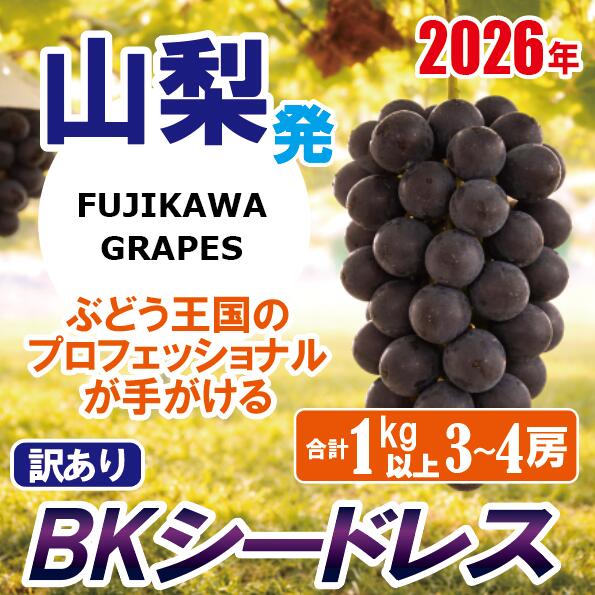 【ふるさと納税】《訳あり》でも誇れる美味しさ　【BKシードレス】　1.0kg以上（3～4房）　【2026年発送分 先行予約】- FUJIKAWA GRAPES -　嬉しい満足感