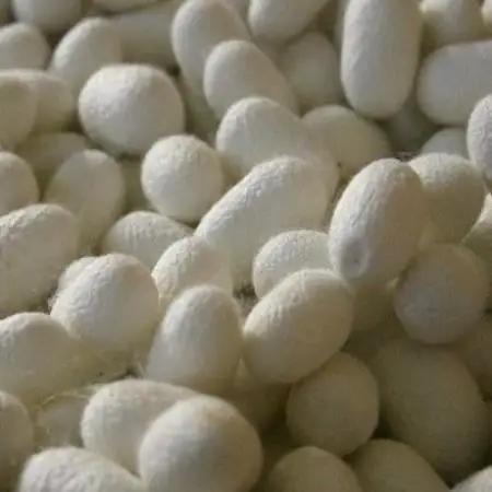 牛首紬を織る繭から生まれた手造りシルク石鹸【1712989】