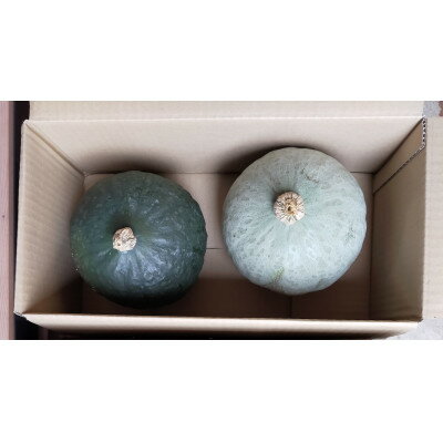 【ふるさと納税】かぼちゃセット　合計約8kg(青森県十和田市産) 　メルヘン、雪化粧【配送不可地域：離島】【1562549】