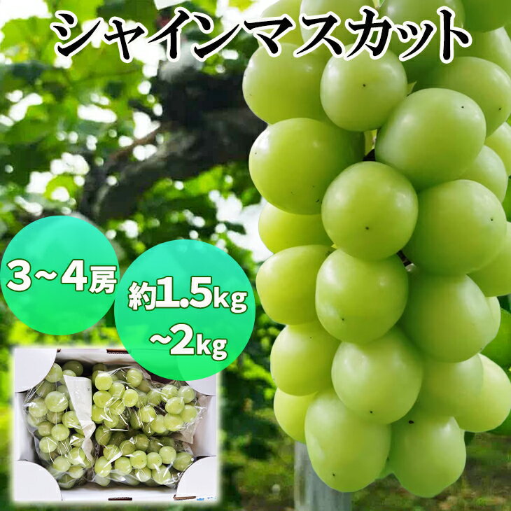 【ふるさと納税】シャインマスカット 3～4房（1.5kg～2kg程度） かんたぶどう ぶどう 葡萄 冷蔵 ギフト 花巻市 大迫町 かんたはうす 地域おこし協力隊