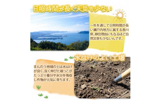 ＜期間限定！2026年6月上旬以降順次発送予定＞＜太物も選べる＞ホワイトコーン(約3kg/太物 2Lサイズ以上) 【man110・man111】【Aglio nero】