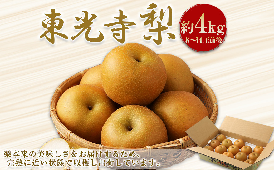 
            東光寺梨 約4kg 【2025年8月上旬～10月上旬発送予定／先行予約受付中】 梨 幸水 豊水 秋月 新高 新興
          