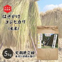 【ふるさと納税】 ＜定期便2回＞ 玄米 5kg 新潟県産 コシヒカリ はざ掛け 天日干し 令和6年産 越後奥阿賀産 | 小会瀬 はざがけ こしひかり 一等米 送料無料 お取り寄せ お米