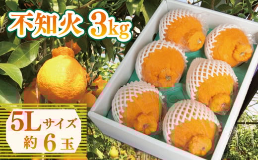 先行予約 不知火 約3kg 5Lサイズ 6玉 しらぬい みかん 蜜柑 果物 フルーツ 柑橘 オレンジ ゼリー ジュース アイス ケーキ デザート スイーツ ジャム 糖度 甘い ビタミン 美容 健康 送料無料 徳島県 阿波市 山中農園