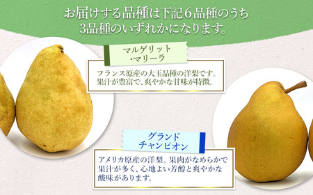 【令和7年産 先行予約】山形県鶴岡市産 洋梨定期便　3種類の洋梨をお届け　約3kg×3回 品種おまかせ　庄内産直センター