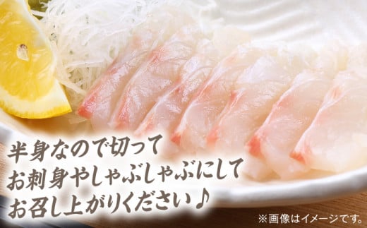 対馬 マダイ 3枚おろし 約1.2kg《対馬市》【海風商事】国産 長崎 九州 刺身 [WAD005]冷蔵 新鮮 鮮度抜群 まだい 半身 刺身 しゃぶしゃぶ 片身 アラ 鯛 たい 刺し身 3枚卸  魚介