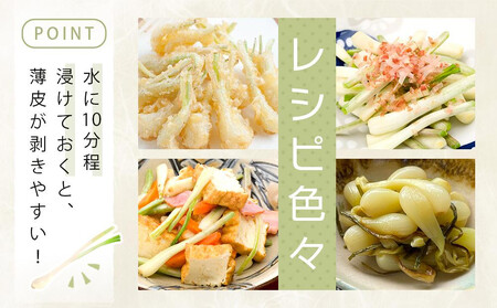 【令和8年3月頃発送】島らっきょう1ｋｇ(皮処理済）