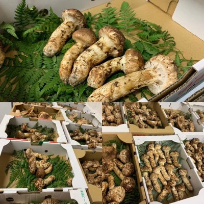 【和歌山産】～香りそのまま真空パック～高級・希少 高野松茸　200g(訳有品詰合せ)【配送不可地域：離島・北海道・沖縄県】