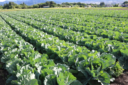 【先行受付】【9月】信州松本産・旬の野菜 おまかせセット（約10～12品）