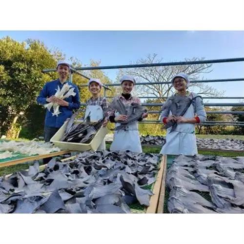 「フカヒレ姿煮」大尾びれ1枚入り(530g×1枚)　尾びれ重さ約201-240g【配送不可地域：離島】【1414092】
