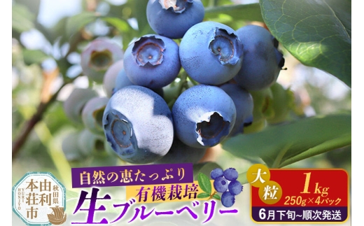 《先行受付》田口農園 秋田県産 大粒 ブルーベリー 生 合計1kg（250g×4パック）【6月下旬から順次発送】 [ブルーベリー 有機栽培 生 新鮮 安心 安全 大粒 甘い あまい おいしい 美味い 自慢 機能性食品 リピーター多い 秋田県 由利本荘市 田口農園]
