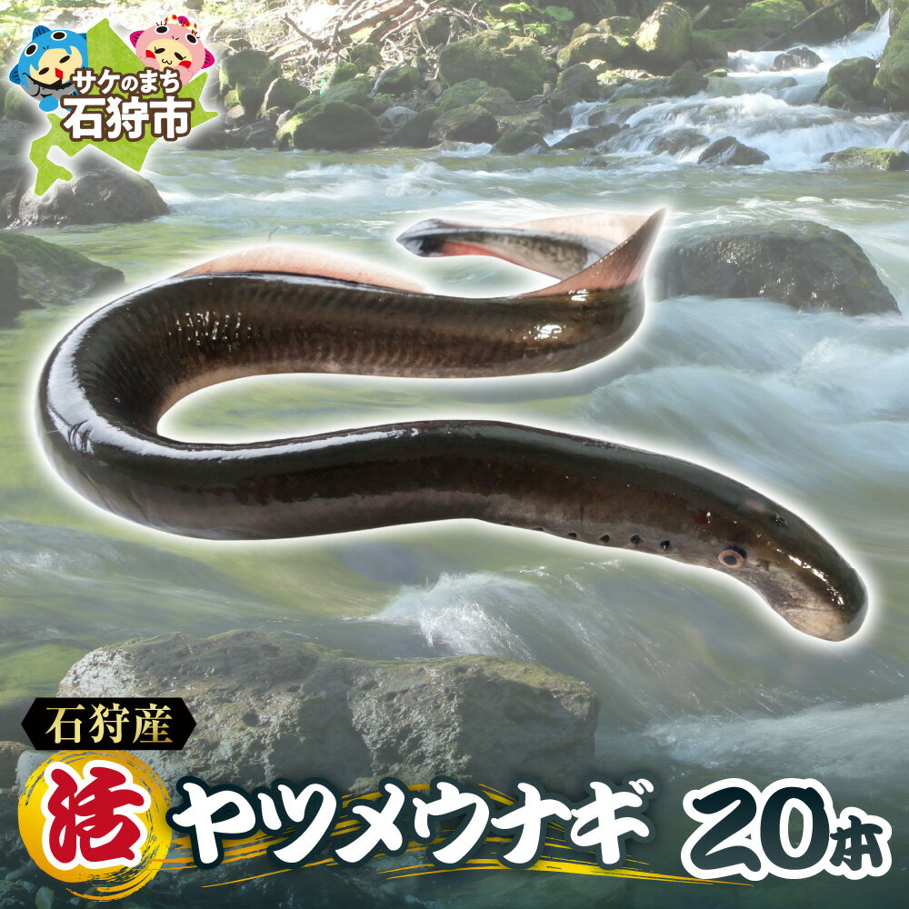 【ふるさと納税】《レビューキャンペーン》【 予約受付中 】 2026年 1月 発送 石狩産 活ヤツメウナギ 20本 活 新鮮 やつめうなぎ うなぎ 魚 魚介 希少 珍しい レア 名産 特産 高級 北海道産 北海道 石狩市