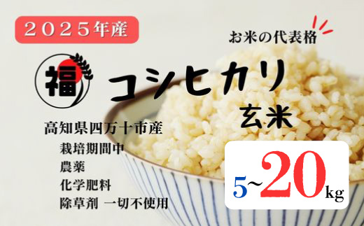 【令和7年産】四万十市産 コシヒカリ 玄米 5kg 栽培期間中農薬・ 化学肥料・除草剤不使用 国産 こしひかり 2025年産 米 おこめ こめ コメ ご飯 高知 四万十 しまんと 農家直送 蕨岡の百姓 福留壯 オーガニック