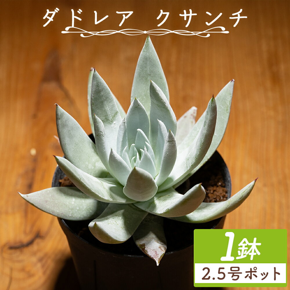 【ふるさと納税】ダドレア クサンチ 1鉢（2.5号ポット）- 多肉植物 植物 ベンケイソウ科 分頭タイプ インテリア ナチュラル 自然 グリーン 観葉植物 おしゃれ 癒し かわいい Succulent field サキュレントフィールド 高知県 香南市 【常温】 cc-0001