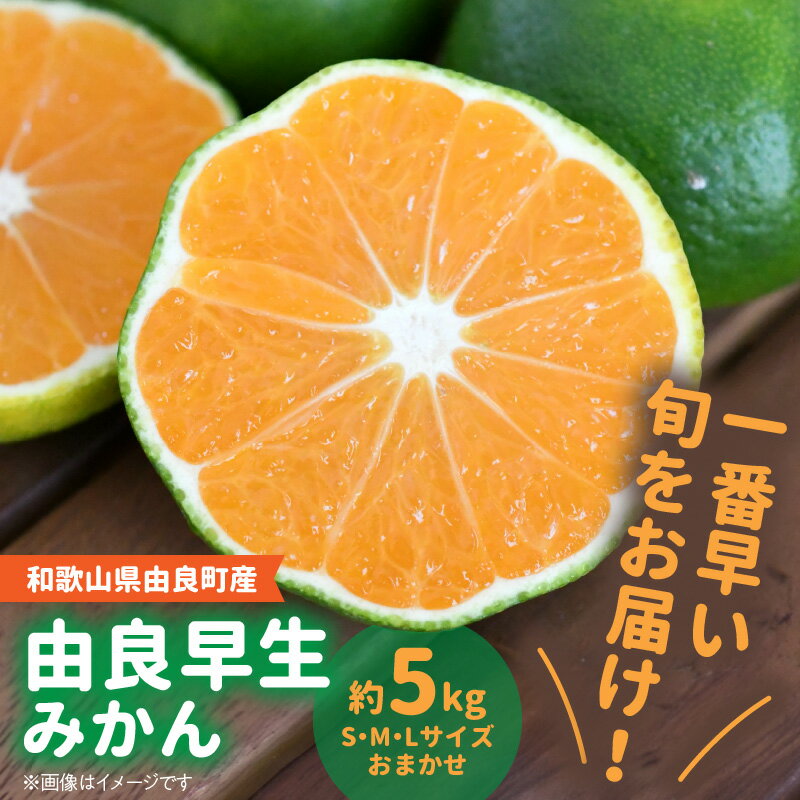 【ふるさと納税】【2025年先行予約】和歌山由良町産 由良早生みかん 約5kg (L・М・Sサイズおまかせ)【ミカン 蜜柑 柑橘 温州みかん 有田みかん 和歌山 有田 ゆらわせ】