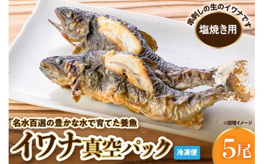 【生のイワナをお届け】 イワナ5尾真空冷凍パック※塩焼き用※ 山形県 東根市 さもりば養魚場提供 hi096-002
