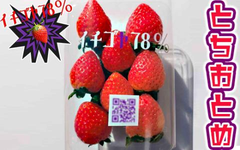 早く見つけて～！！甘い！美味しい！と巷で噂の苺をいっぱい食べてる人程食べてほしい? とちおとめ260g×4パック | いちご 苺 イチゴ 約 1キロ フルーツ おいしい トチオトメ 取り寄せ お取り寄せ ギフト 贈答 贈り物 プレゼント 茨城県 古河市 直送 農家直送 産地直送 送料無料 ※北海道・沖縄・離島への配送不可※2024年12月下旬頃より順次発送_FE01