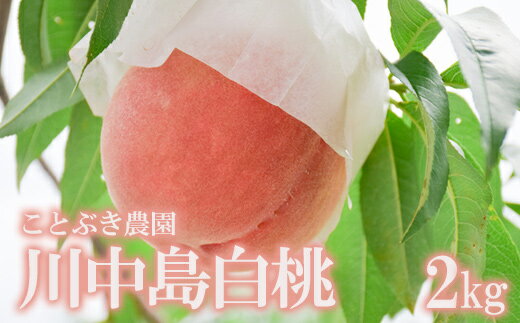 【ふるさと納税】No.2687もも「川中島白桃」約2kg【2025年発送】