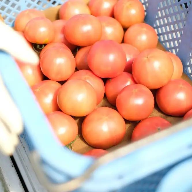 【極濃搾り】曽爾高原特産トマトの無添加100％トマトジュース（小）1ダース