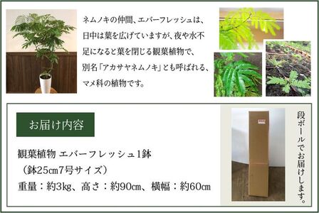 066-02-1 観葉植物 エバーフレッシュ7号サイズ1鉢