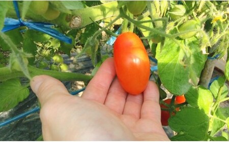 『かめまる農園』ミニトマト アイコ 3kg | 野菜 トマト とまと ミニトマト プチトマト 熊本 玉名 熊本県 玉名市産