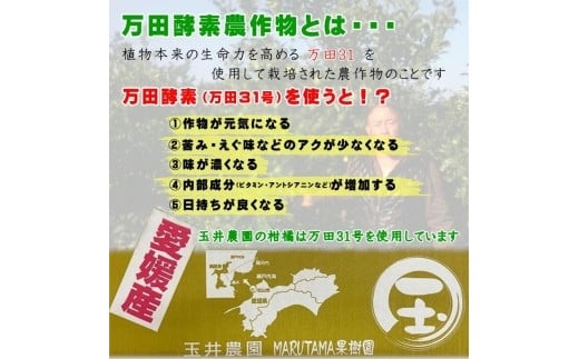 【先行予約】【2026年2月上旬頃発送】玉井農園のいよかん 10kg（3L〜Lサイズ） 愛媛 みかん 蜜柑 柑橘 いよかん フルーツ 伊予柑 愛媛県 松山市
