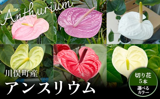 
                  【選べるカラー】川俣町産 アンスリウム ミックス ピンク パープル ホワイト グリーン レッド クリーム 福島県 ハウス 栽培 インテリア 自然 植物  花 切り花 FAF-0233
                