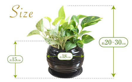 観葉植物 ポトス オウゴンカズラ 3種 寄せ植え ボール形 陶器 鉢植え （黒）/観葉 鉢 植物 インテリア おしゃれ プレゼン/大村市/琴花園[ACYK036]