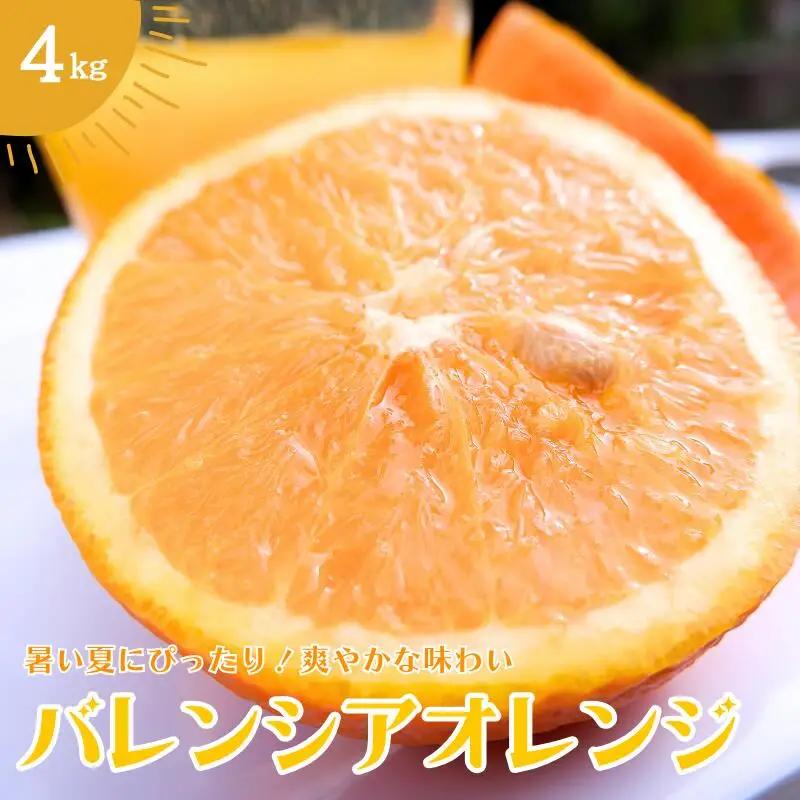 バレンシアオレンジ 4㎏ 【2026年6月下旬頃より順次発送】 / みかん ミカン 蜜柑 バレンシアオレンジ オレンジ 和歌山 田辺市 紀州 くだもの 柑橘 フルーツ 【aoi009】