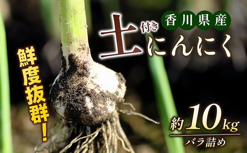 鮮度抜群！土付きにんにく 約10kg 野菜 野菜セット ニンニク 