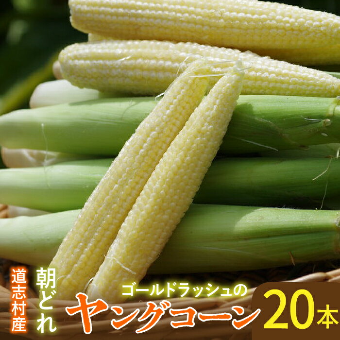 【ふるさと納税】 【先行予約】【2025年7月中旬～8月中旬発送】　新鮮！朝どれヤングコーン【20本入】 ふるさと納税 野菜 やさい コーン ヤングコーン とうもろこし トウモロコシ もろこし 青果 山梨県 道志村 送料無料 DSV015