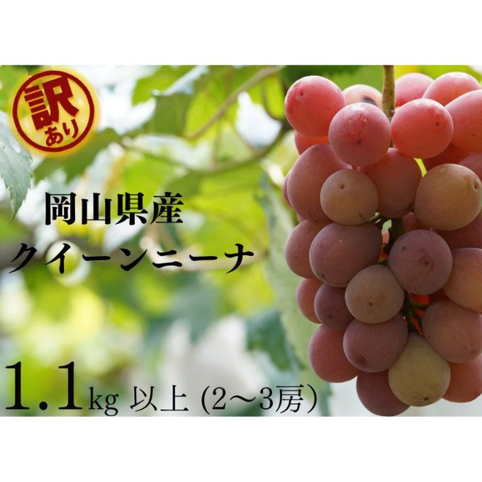 【ふるさと納税】訳あり クイーンニーナ 2～3房 合計1.1kg以上 産地直送 朝採れ ぶどう 葡萄 岡山 Kawahara Green Farm 岡山県産 2026年 　お届け：2026年8月25日～2026年9月25日