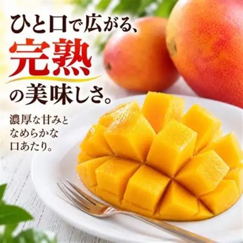 【2027年6月下旬から順次発送・訳あり】完熟アップルマンゴー約1.5kg(3玉～6玉)【配送不可地域：離島】【1546407】