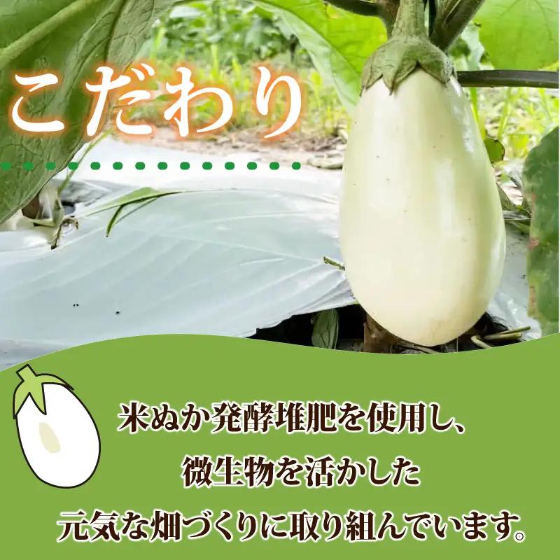 【白茄子 1.5kg 】 白ナス 1.5kg 約7本 静岡 県 牧之原市 t.p.C farm 堀内農園