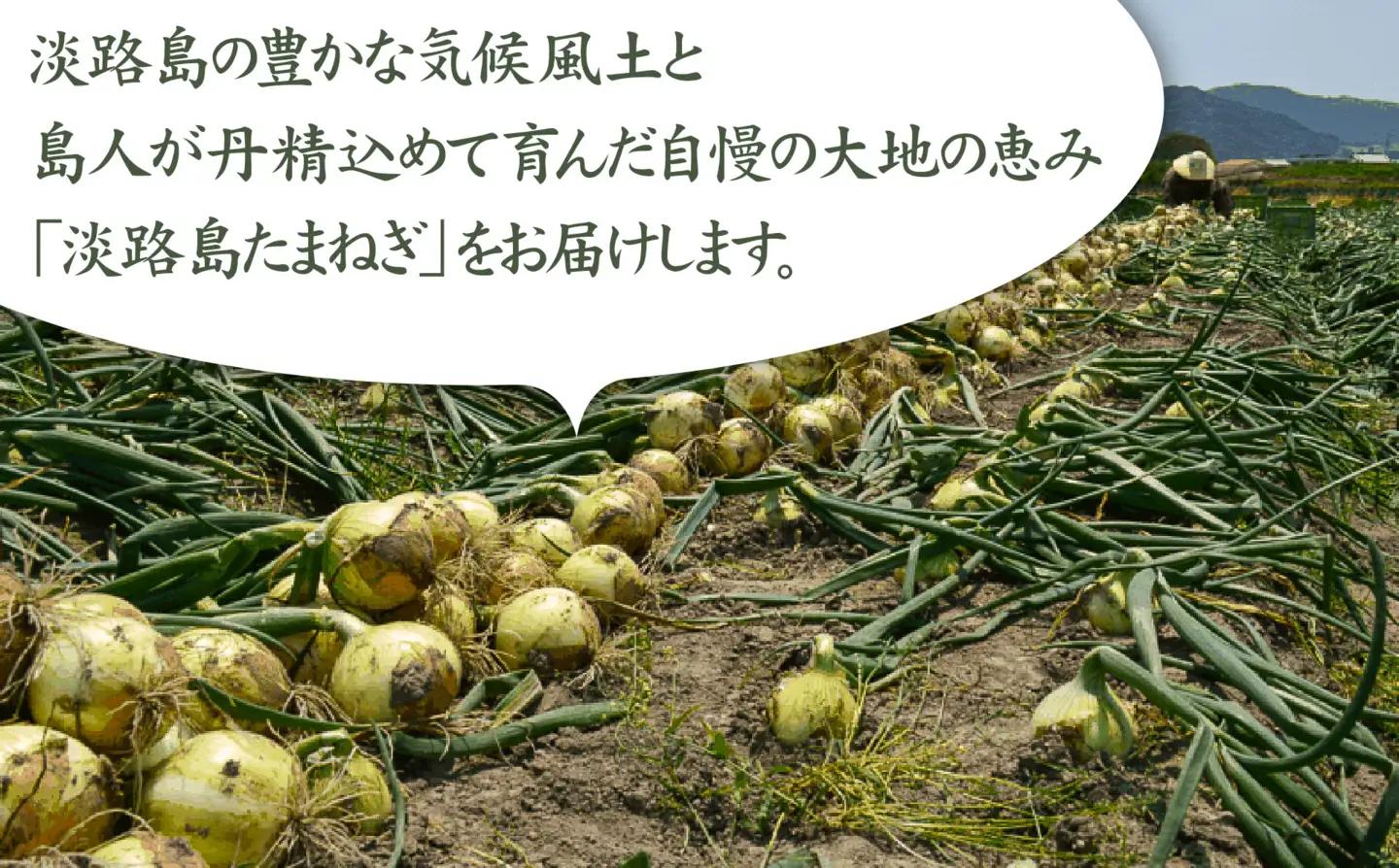 【淡路島の青果屋】【完熟玉ねぎ予約】淡路島産たまねぎ　5kg 甘さに自信!!ほんまもん!!　◆R8.5月末～発送
