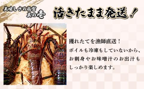 KU067 【先行予約】＜数量限定＞宮崎県串間産伊勢エビ(計約600g・1～3匹) 【豊漁丸】【KU067】