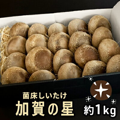 【ふるさと納税】【2026年1月以降発送】菌床しいたけ　「加賀の星プレミアム」 野菜 きのこ きのこ類 食べ物 食材 肉厚 ジューシー 豊かな香り 旨味 国産 日本産 石川県産 国産野菜 国産シイタケ バター焼き 鍋物 ホイル焼き 　お届け：2025年1月以降順次発送