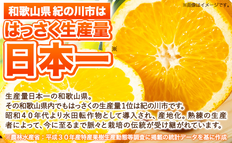 訳あり サイズ不選別 早生･晩生指定不可 はっさく 約9kg (4L~Sサイズ)《2024年2月上旬-4月中旬頃出荷》和歌山県 紀の川市 産地直送 みかん 八朔 柑橘 果物 フルーツ ご家庭用 ビタミ