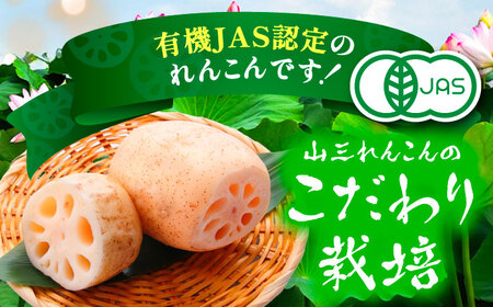 【先行予約】有機JAS認証　土付きレンコン　5kg れんこん 有機栽培　産地直送 野菜　愛西市/株式会社山三レンコン[AEBK004]