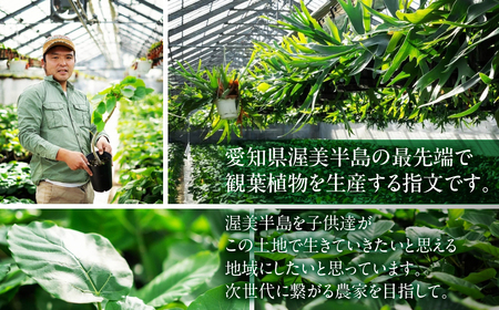渥美半島のおまかせ観葉植物 Mサイズ 4回定期便　｜観葉植物 植物 グリーン インテリア インテリアグリーン 緑 おまかせ