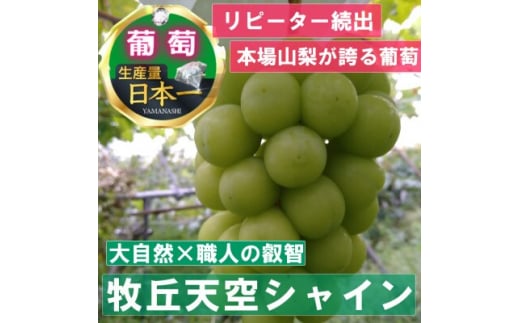 2025年9月下旬発送「幻の牧丘天空シャインマスカット」 約1kg(2～3房)【1473176】