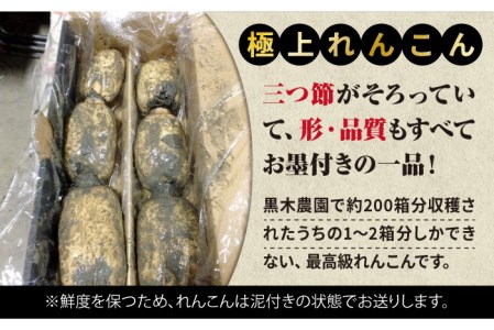 極上れんこん 約2kg 化粧箱 （黒）入り 大切な人へのギフトにもおすすめ！【黒木農園】 [IAU002]