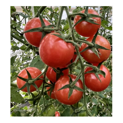 【ふるさと納税】【朝どり直送】何個でも食べられちゃう・甘酸っぱいピンク色のミニトマト　1.2kg　8パック【配送不可地域：離島・北海道・沖縄県】【1566509】