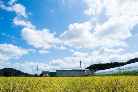 新米　R５年産　丹波篠山産コシヒカリ白米5kg×5袋 BE08