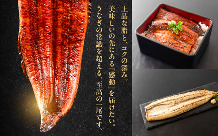 うなぎの新ブランド、開幕。『神の鰻』3尾 国産 特上 