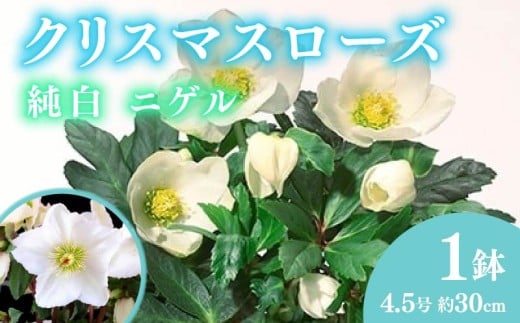 【先行予約】 花 クリスマス ローズ バラ 薔薇 開花 株 4.5号 鉢植え 純白 ニゲル 季節 冬 ガーデニング ガーデン 庭 贈答 プレゼント ギフト 2025年12月初旬より発送開始 オンライン決済限定 [4905550]